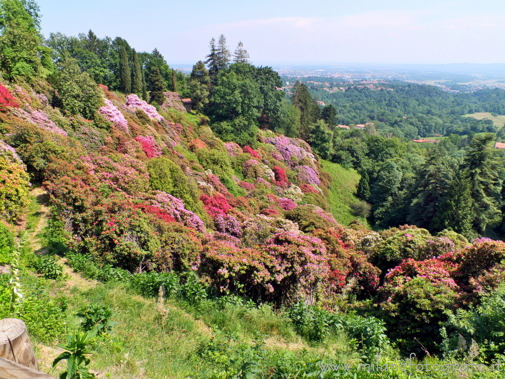 Pollone (Biella, Italy) - Rhododendron basin in the Burcina Park